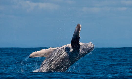Private Whale Watching Tour San José del Cabo