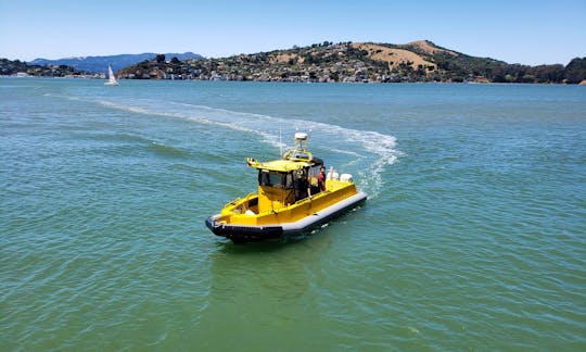 Fast and Fun Bridge and Wildlife Cruise on San Francisco Bay