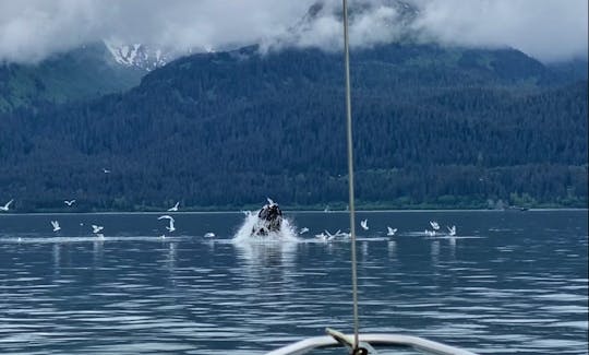 In May and June we often see whales in Resurrection Bay!