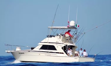 37' Bertram Sport fishing for charter in Cabo San Lucas