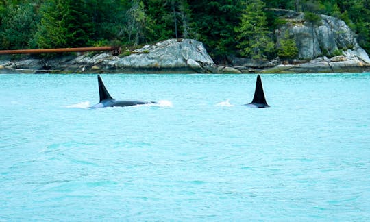 Sailing Tour | Sail the Legendary Wind of Howe Sound | Squamish, BC