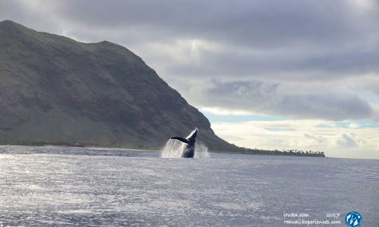 Whale watch and Pelagic Sea Life in Kailua-Kona, Hawaii