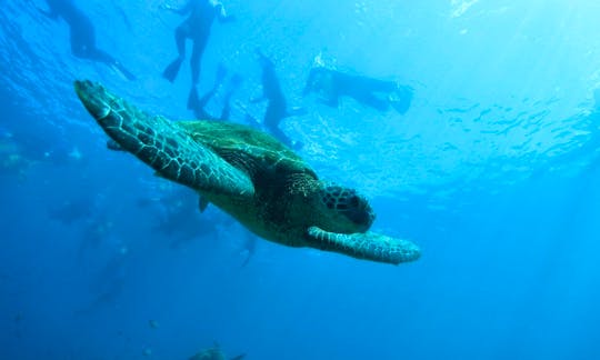 Waikiki Turtle Snorkel/Aloha Kai-Slip D122 in Honolulu