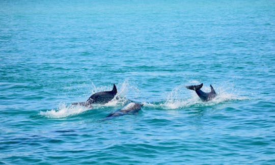 Dolphins playing