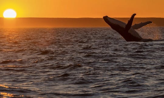 WA's premier Humpback Whale watching tours run 
August to November