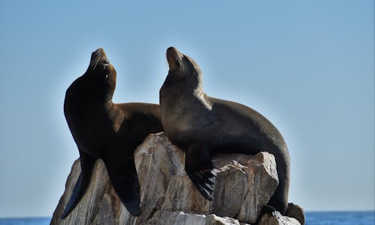 Navigate and Snorkel the sea of Cortez in Cabo with our 26ft Panga Boat