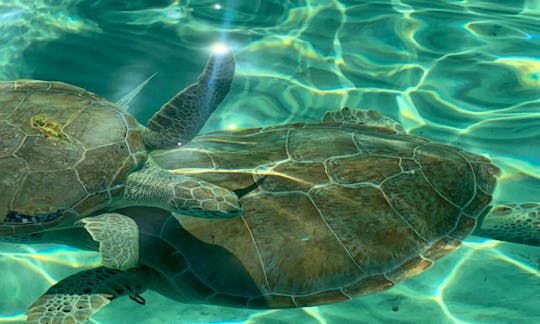 Swim with the Turtles of Nassau, The Bahamas!