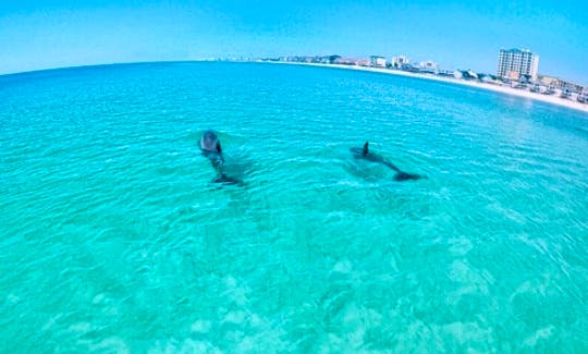 Jetski Waverunner Dolphin Tour in Mary Esther, Florida