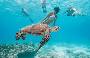 Swim with turtles in Waikiki!