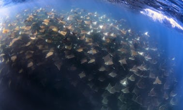 Plongée avec tuba privée à Mobula Ray : San Jose del Cabo, BCS