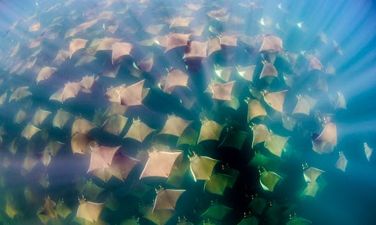 Private Snorkeling Mobula Ray excursion out of San Jose del Cabo, Baja California Sur