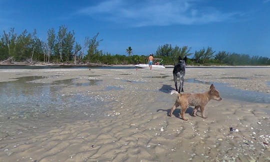 Hike a private beach/ sand bar with your dogs🐾