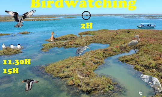 2H Birdwatching in Solar Boat Ria Formosa in Faro, Portugal