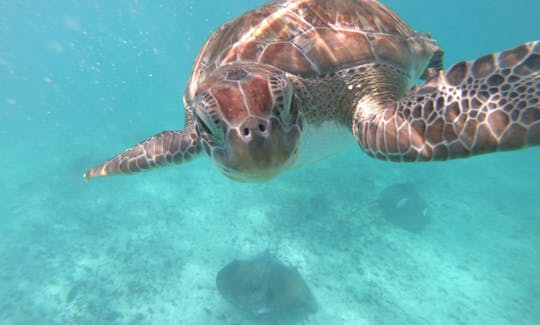 Plongée avec tuba avec tortues Riviera Maya