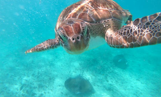 Private Sea Turtles Snorkel Experience in Akumal, Quintana Roo