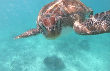 Turtles Snorkel Riviera Maya
