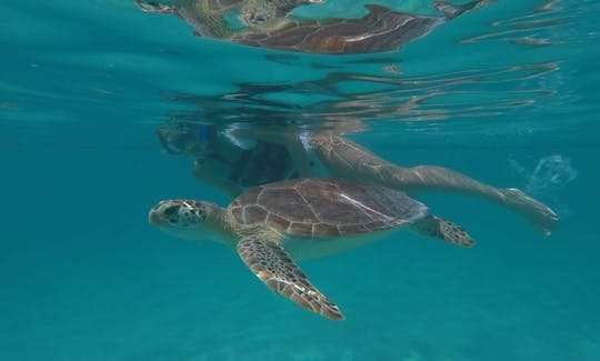 Plongée avec tuba avec tortues Riviera Maya