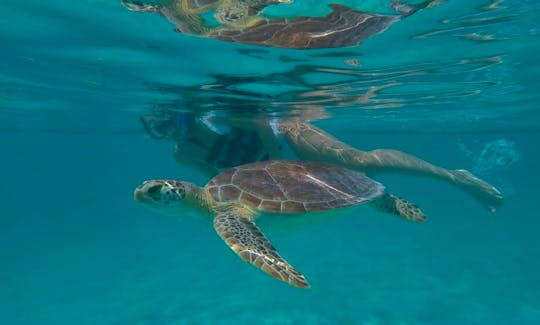 Turtles Snorkel Riviera Maya