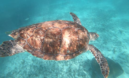 Plongée avec tuba avec tortues Riviera Maya