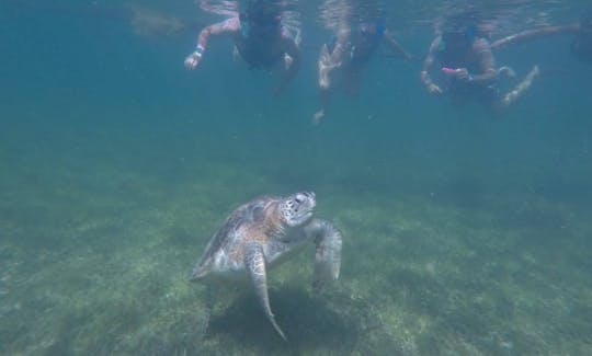 Plongée avec tuba avec tortues Riviera Maya