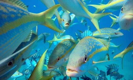 🛥️🏝️ Aluguel de cruzeiro de mergulho com snorkel em Puerto Plata 🛥️🏝️