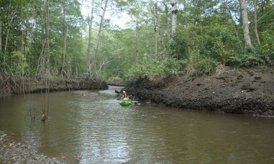 Explore The Estuary In Costa Rica on a Kayak Tour