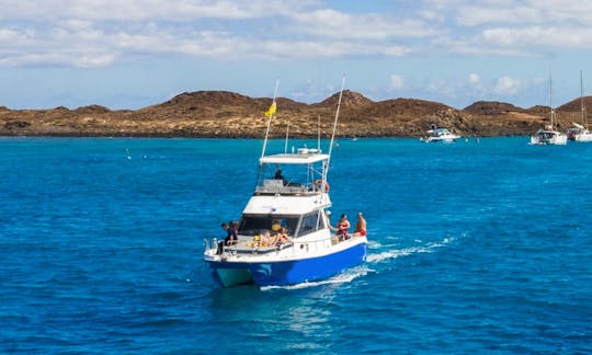 4 hours Dolphin Safari Tour in Corralejo, Canarias