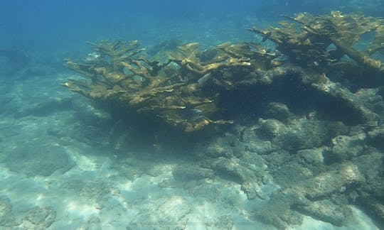 elkhorn coral at very shollow depth for your enjoyment. I'll teach you about conservation of our majestic corals