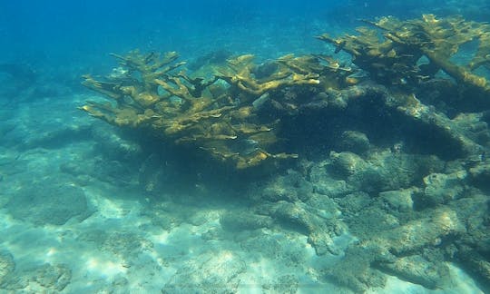 elkhorn coral at very shollow depth for your enjoyment. I'll teach you about conservation of our majestic corals