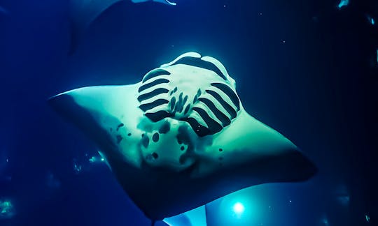 Swim with Manta Rays in Kona!