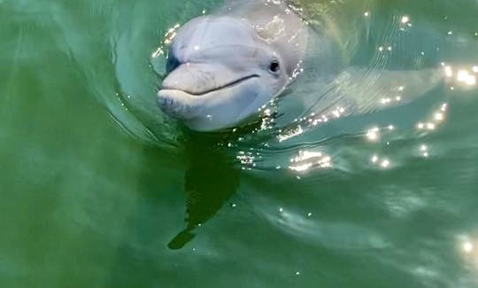 Guided Private Dolphin Tour in Hilton Head Island, South Carolina