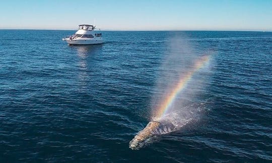 Avistamiento de ballenas de 5 estrellas en un lujoso yate a motor en Dana Point