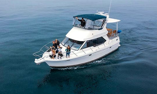 Motor Yacht for Dolphin & Whale Watching Cruises in Dana Point