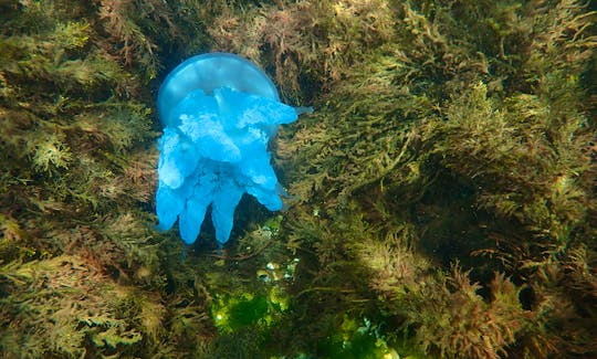 Barrel jellyfish (Rhizostoma pulmo) in Black Sea (Rusalka, Bulgaria)