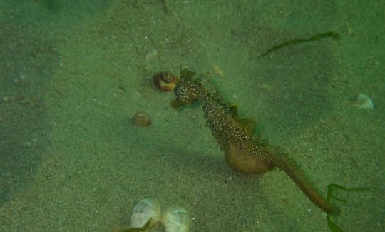 Sea horse (Hippocampus sp.) in Black Sea (Romania)