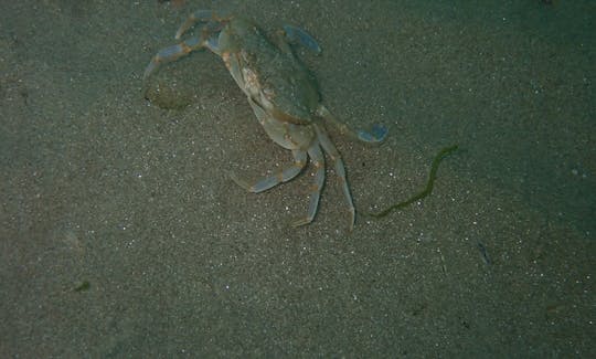 Crab (Macropipus holsatus) in Black Sea (Romania)