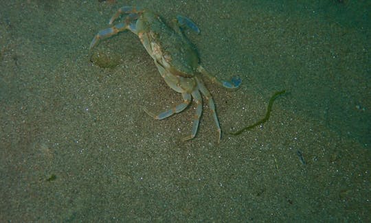 Crab (Macropipus holsatus) in Black Sea (Romania)