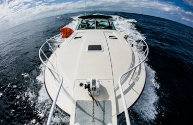 Catalina Island Charter On 42ft Bertram Trojan Motor Yacht