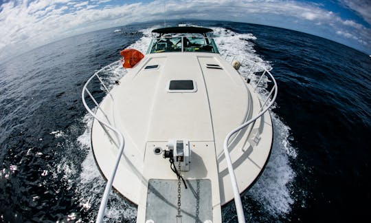 Catalina Island Charter On 42ft Bertram Trojan Motor Yacht