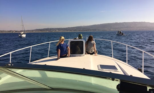 Whale watch or sightseeing on 42ft Motor Yacht in Long Beach, California