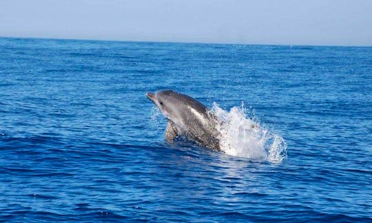 Capelli 900 RIB Rental for Cave and Dolphin Tour in Albufeira, Faro
