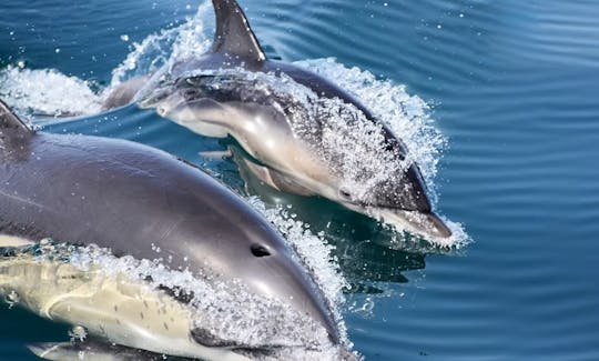 Dolphin Watching in Sagres