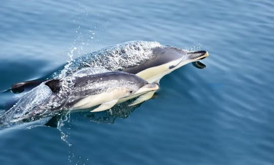 Dolphin Watching in Sagres