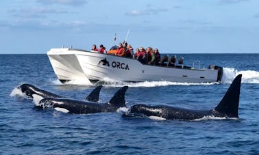 Observação de golfinhos em Sagres