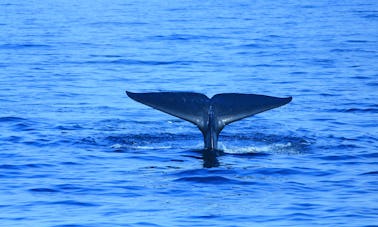 Croisière privée d'observation des baleines de 7 heures à Mirissa, au Sri Lanka (pas de location coque nue)