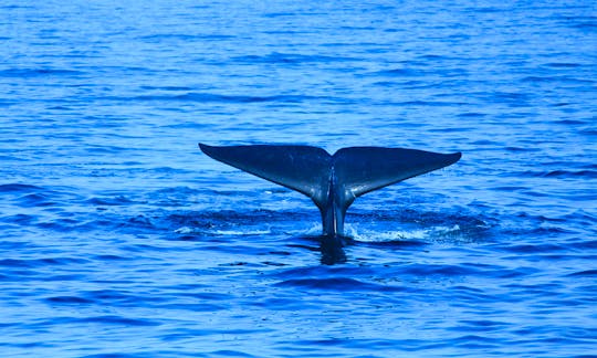 7 Hour Private Whale Waching Cruise in Mirissa, Sri Lanka (No bareboat charter)