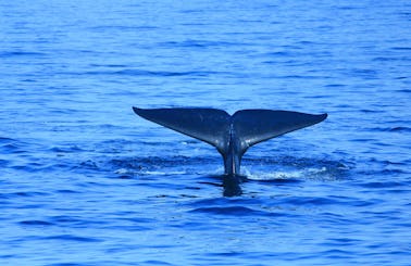 7 Hour Private Whale Waching Cruise in Mirissa, Sri Lanka (No bareboat charter)
