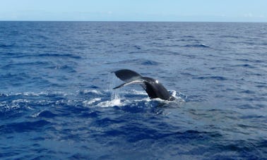 Crucero compartido de 7 horas para avistar ballenas en Mirissa, Sri Lanka (no se alquila sin tripulación)