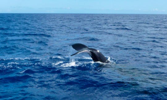 7 Hour Shared Whale Waching Cruise in Mirissa, Sri Lanka (No bareboat charter)