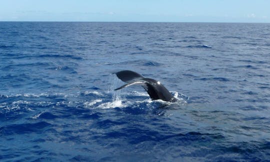 7 Hour Shared Whale Waching Cruise in Mirissa, Sri Lanka (No bareboat charter)